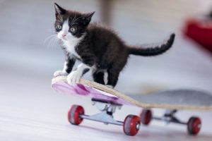 cat on skateboard